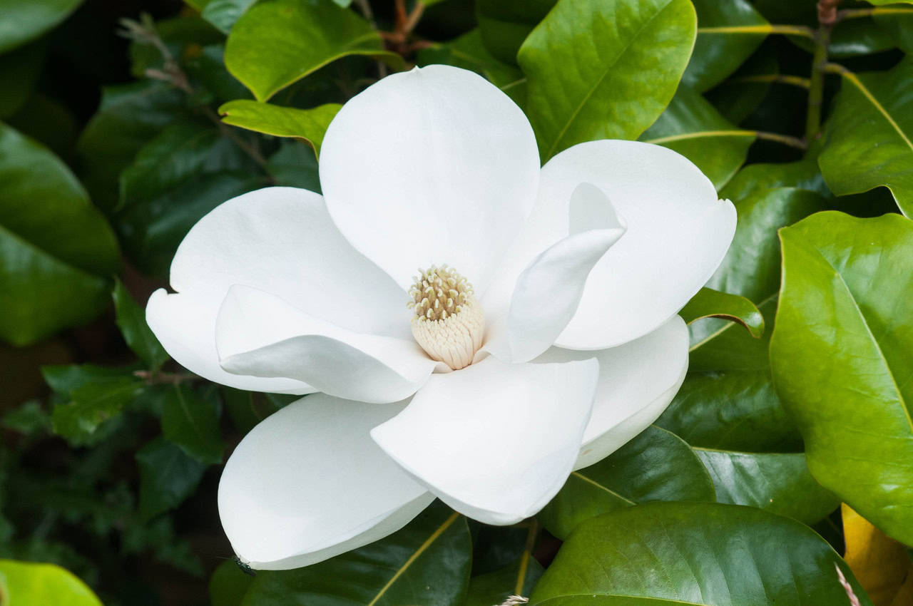 We propose the establishment of a white magnolia in full bloom, evoking two centuries of natural history, surrounded by green and glossy leaves.